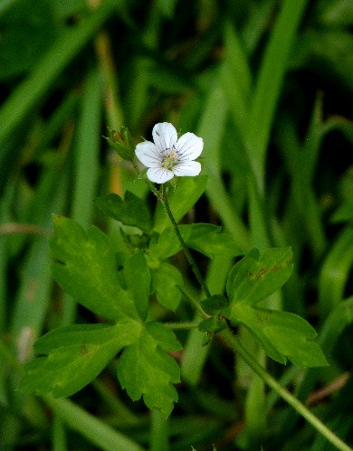 イトトンボとルリシジミ、そして夏の花_d0084473_1952197.jpg