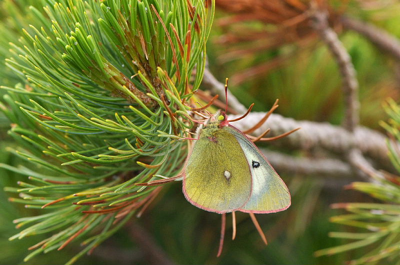 北アルプス遠征（タカネヒカゲ:2011/7/22-23）_f0031682_11134518.jpg