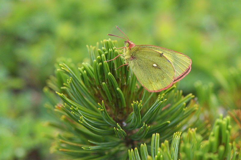 北アルプス遠征（タカネヒカゲ:2011/7/22-23）_f0031682_1184735.jpg