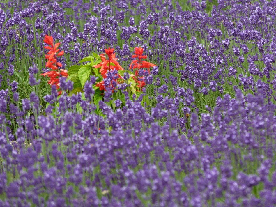 紫色の絨毯　　たんばらラベンダーパーク_f0201084_1785273.jpg