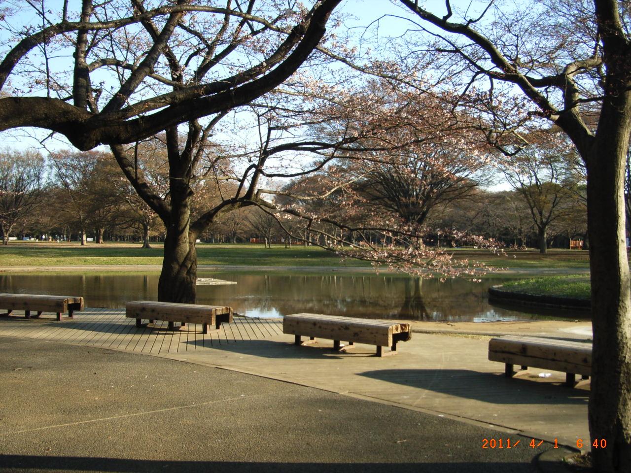 4月1日　代々木公園_e0188287_1055120.jpg