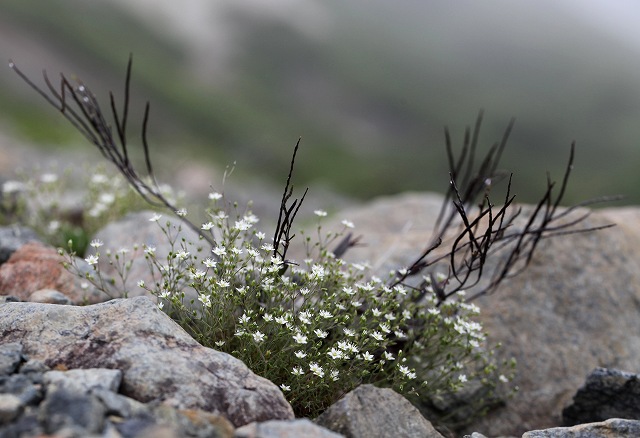 八方尾根の花　その1_f0000789_20433714.jpg