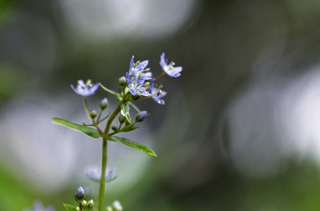 八方尾根の花　その1_f0000789_2043784.jpg