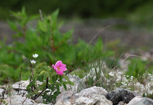 八方尾根の花　その1_f0000789_2046012.jpg