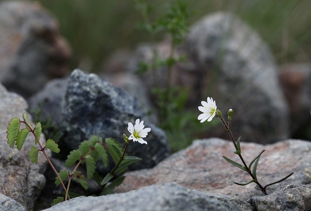 八方尾根の花　その1_f0000789_2047320.jpg