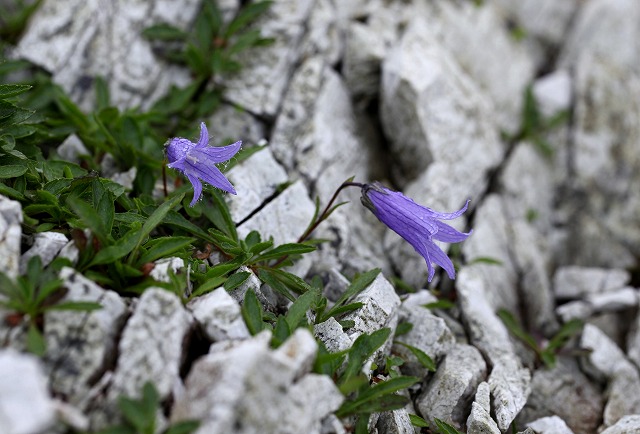 八方尾根の花　その1_f0000789_2048133.jpg