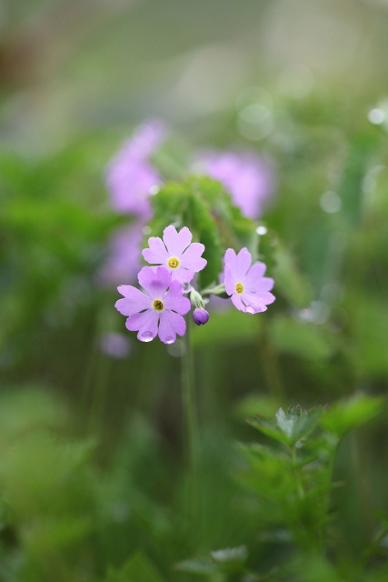 八方尾根の花　その1_f0000789_20504516.jpg