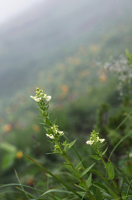 八方尾根の花　その1_f0000789_20511889.jpg