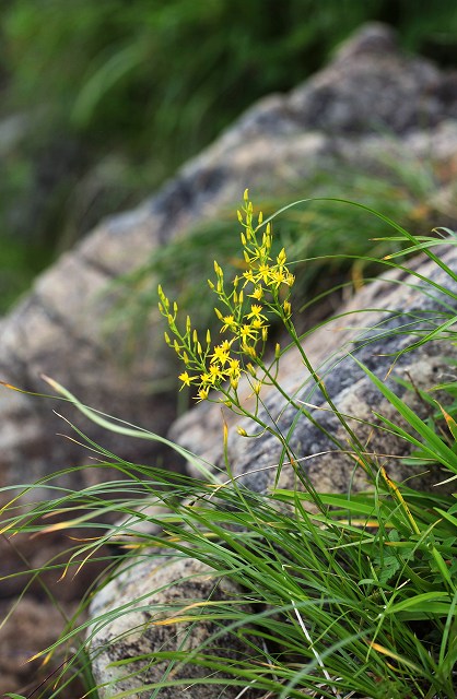 八方尾根の花　その1_f0000789_2051442.jpg