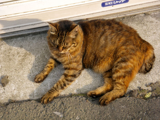 日景温泉&街で出会った猫など_a0136293_18422757.jpg