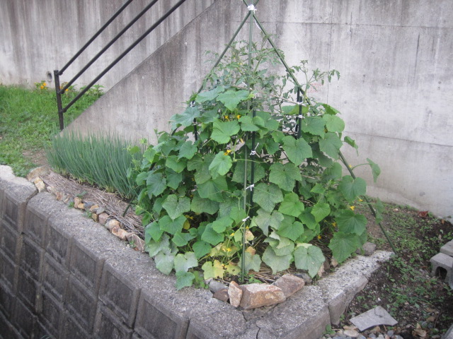 野菜 (o^-\')b グッ!_a0167998_19221199.jpg