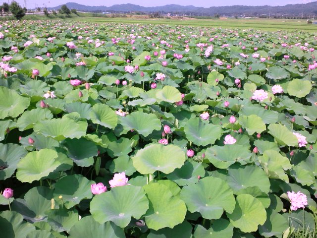 蓮根の花とおだまき。。。。_b0138798_11491011.jpg