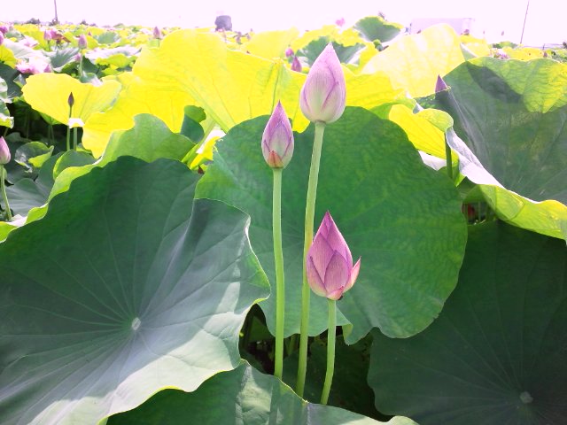 蓮根の花とおだまき。。。。_b0138798_11514977.jpg