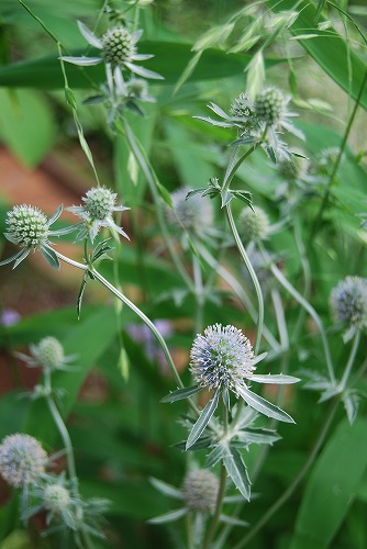 c0124100_13124177.jpg
