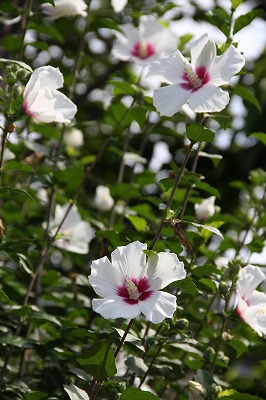 夏に元気なお花達♪　わんこの散歩道より_a0123003_1019779.jpg