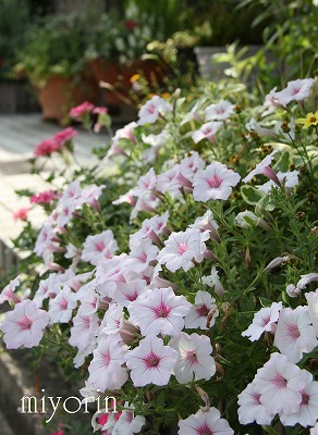 a0123003_10355788.jpg