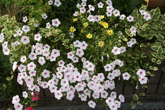 a0123003_10375463.jpg