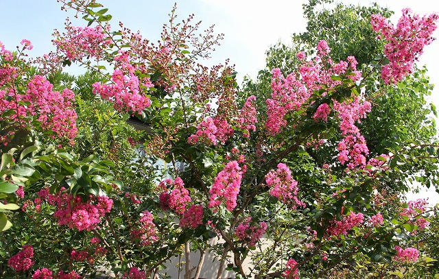 a0123003_1093922.jpg