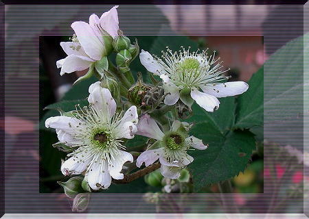 ブラックベリーの花と実_b0224603_16114913.jpg