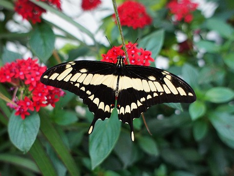 a0117305_22424690.jpg