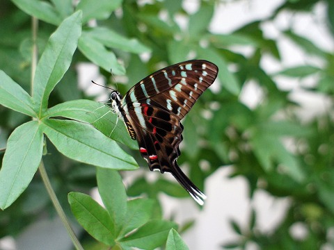 a0117305_22471997.jpg