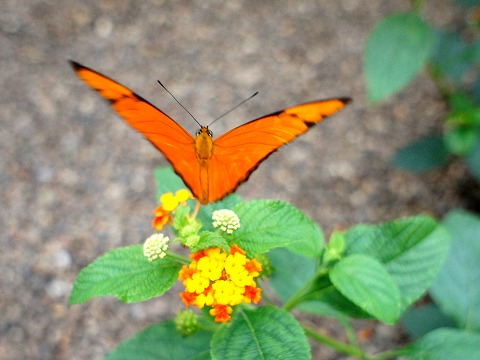 a0117305_22485335.jpg