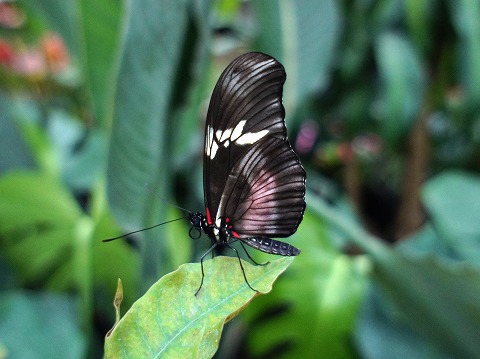 a0117305_2249422.jpg