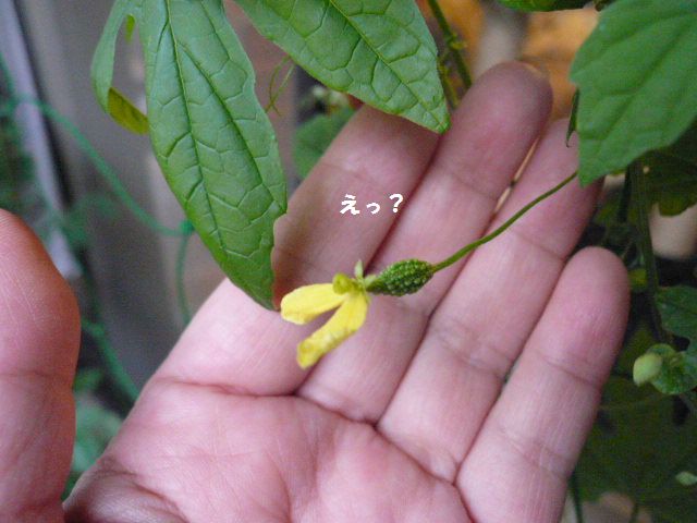 e0094407_1554462.jpg