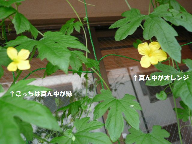e0094407_17143971.jpg