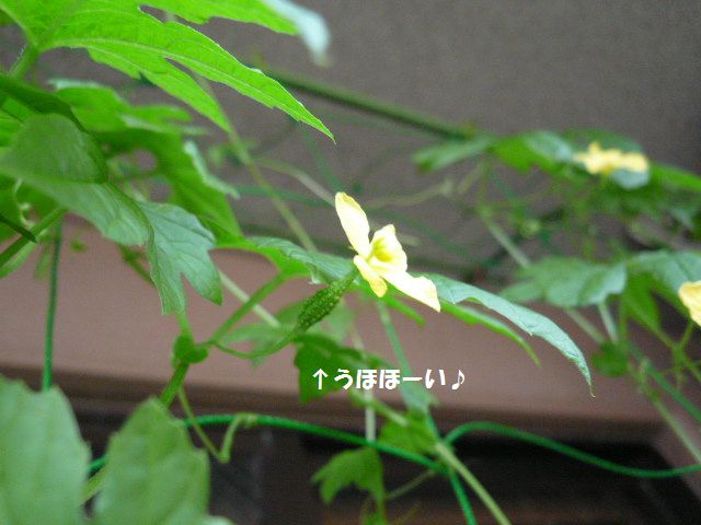 e0094407_17155321.jpg