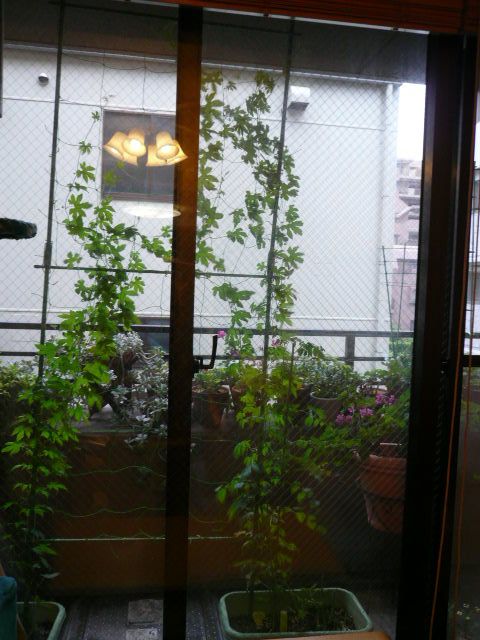 e0094407_1720427.jpg