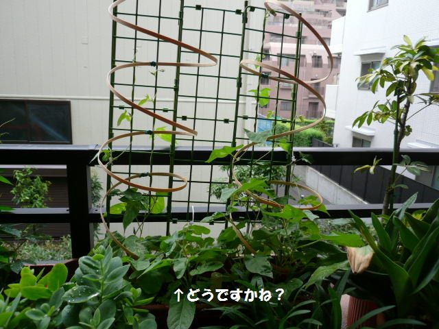 e0094407_1722226.jpg