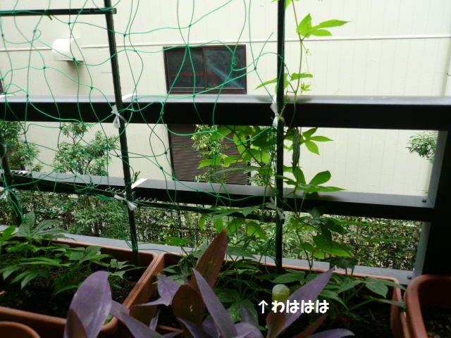 e0094407_17253188.jpg