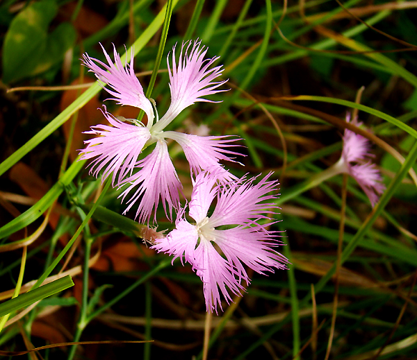 e0034012_03929.jpg