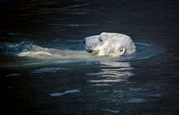 モスクワ動物園のシモーナの夏_a0151913_17512890.jpg