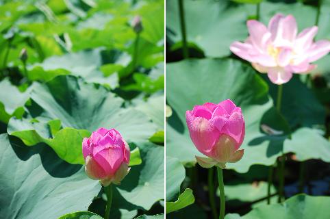 Lotus　　　・・・烏丸半島_b0115215_1883263.jpg