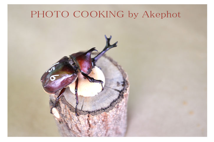 カブトムシ氏_e0127416_0101974.jpg