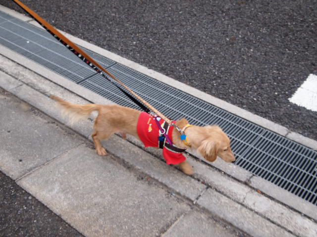 お泊りのサクラちゃんとスパローが遊びに来てくれました♥_e0209716_1051740.jpg