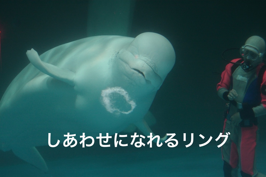 かもがわシーワールド_c0222817_921950.jpg
