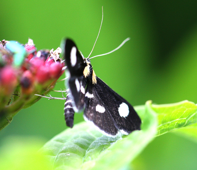 シロモンクロノメイガ Anania funebris astrifera_f0161823_6244317.jpg