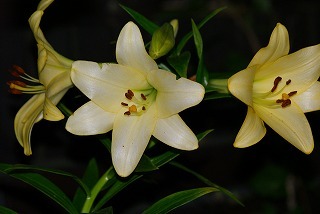 f0170524_19233432.jpg