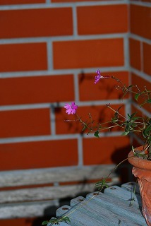 f0170524_1925163.jpg