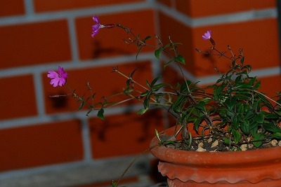 f0170524_19252278.jpg