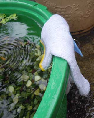 おばちゃんちのメダカ容器雨対策 だって おばちゃんだもん