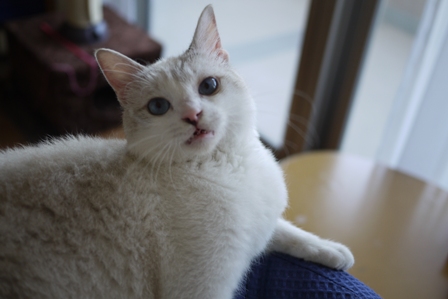 猫のお友だち いくらくん編。_a0143140_20535916.jpg