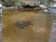 e0047250_1741096.jpg