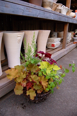 ヒューケラとコリウスの寄せ植え Kusakiの この植物をお買い