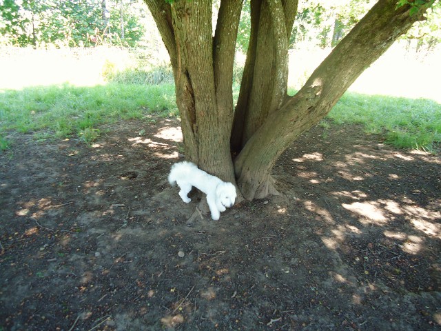 「O」の前でのびのび。　-Alton Baker Park Off-Leash Dog Area_d0172957_13343075.jpg