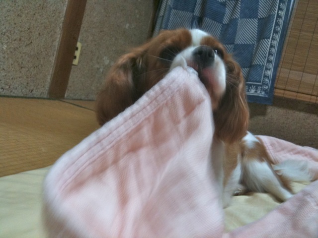 ナオの一日_b0193762_19221876.jpg