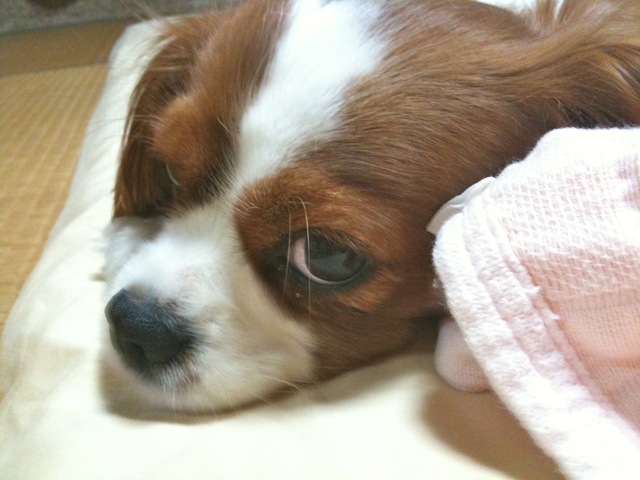 ナオの一日_b0193762_19222859.jpg